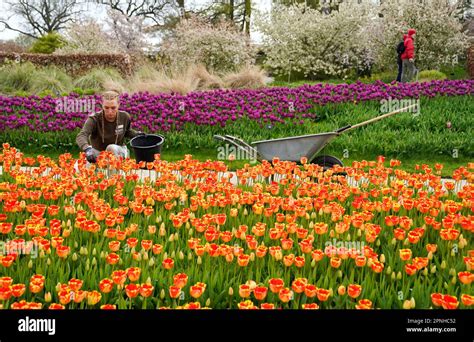 Tips for Creating an Eye-Catching Tulip Display