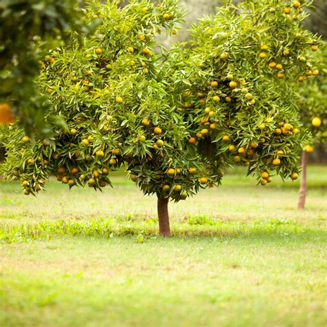 Tips for Cultivating Attractive and Bountiful Apple Trees