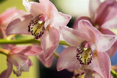 Tips for Cultivating Blush-Colored Orchids in Your Home