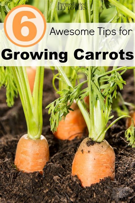 Tips for Cultivating Flavorful Carrots