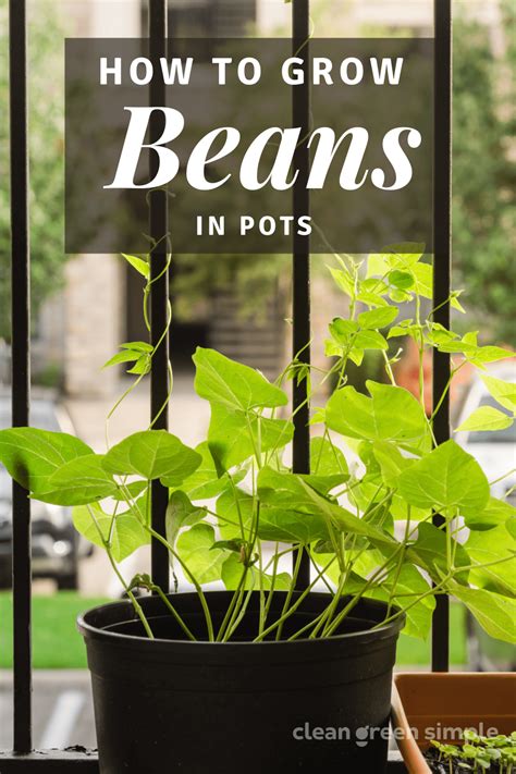 Tips for Cultivating a Thriving Bean Garden