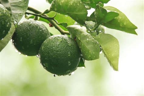 Tips for Cultivating a Thriving Citrus Grove