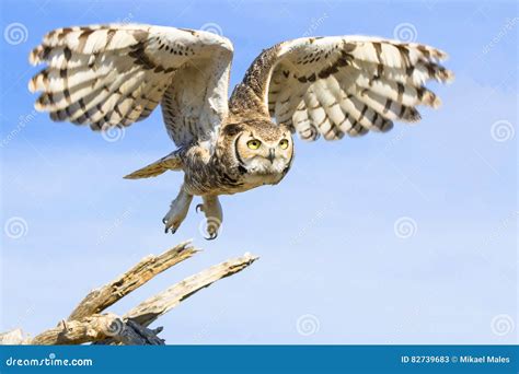 Tips for Deciphering Dreams Involving Pure White Owls Taking Flight in the Sky