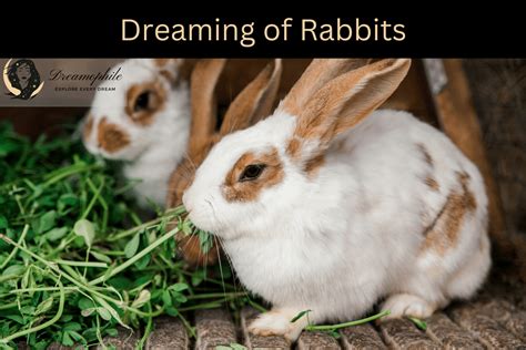 Tips for Deciphering the Hidden Messages in Rabbit Dreams