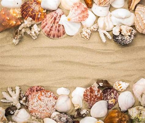 Tips for Decoding Dreams of Shells and Applying the Messages in Real Life