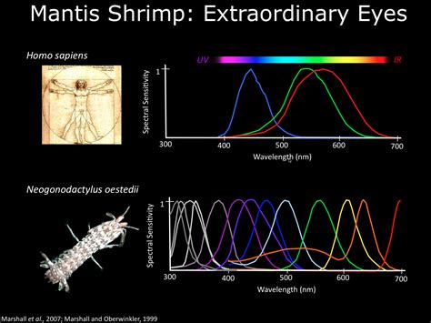 Tips for Decoding and Comprehending Your Prawn-related Night Visions