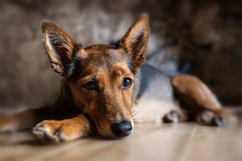 Tips for Decoding and Interpreting Your Vision of a Fleeing Canine