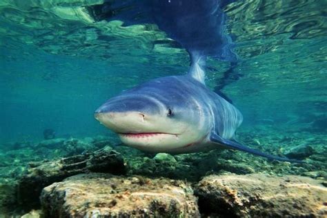 Tips for Decoding and Understanding Your Shark in Shallow Marine Environment Dream