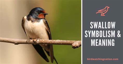 Tips for Decoding and Utilizing the Symbolism of Swallow Birds in your Dreams