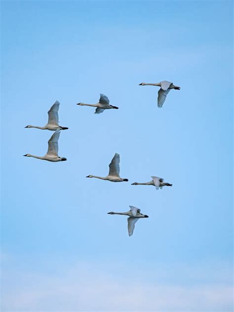 Tips for Embracing Symbolism of Pure Flocks in Everyday Life