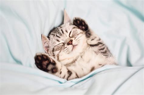 Tips for Embracing the Influence of Cat Dreams for Personal Growth