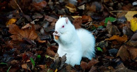 Tips for Encountering a Majestic Albino Squirrel: What You Should Know