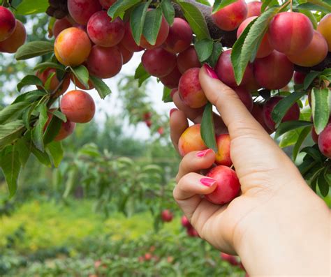 Tips for Harvesting Cherries Like a Pro