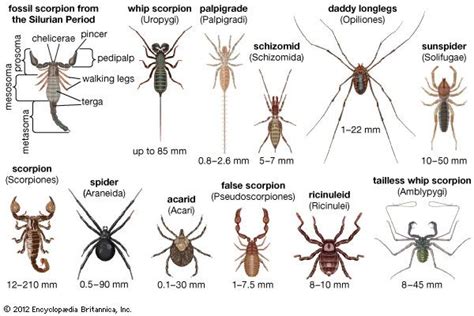 Tips for Interpreting and Understanding Your Vision of a Winged Arachnid