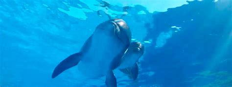 Tips for Planning Your Dolphin Adventure: What You Should Note Before Embarking on Your Dream Experience