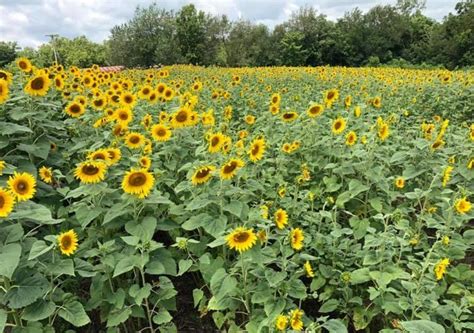 Tips for Planning a Trip to Experience the Enchanting Sunflower Fields