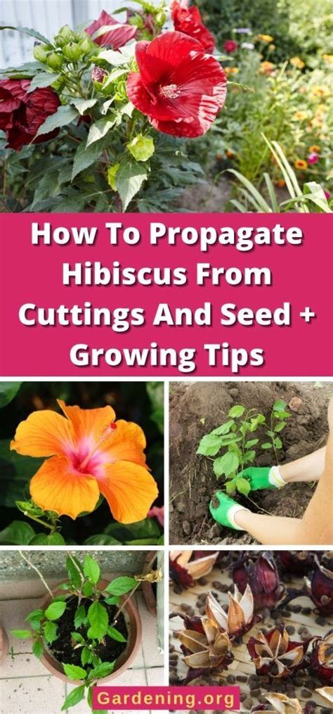 Tips for Planting and Propagating Blush-colored Hibiscus