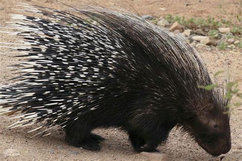 Tips for Preventing Incidents with Porcupine Quills in the Future