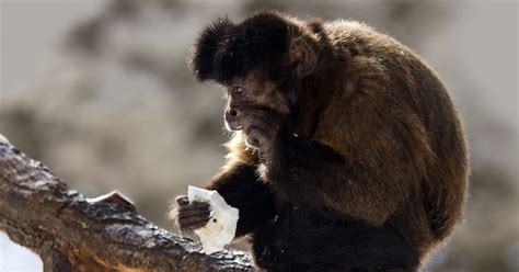 Tips for Recurring Primate Reveries: Unraveling Profound Messages