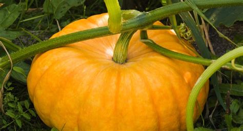 Tips for Selecting and Preparing Fresh Pumpkins