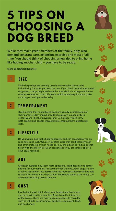 Tips for Selecting the Ideal Canine Breed for Your Lifestyle