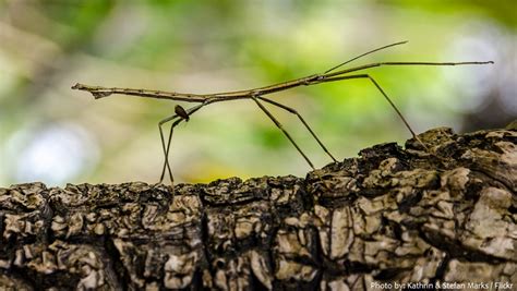 Tips for Spotting Stick Insects in their Natural Habitat