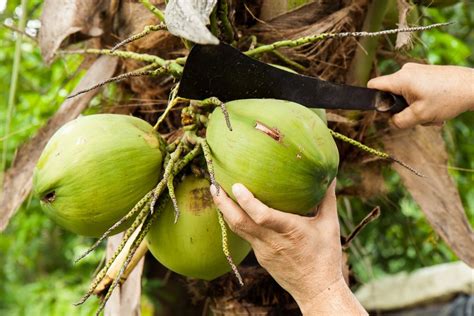 Tips for Successful Coconut Harvesting