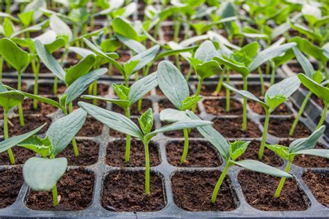 Tips for Transplanting Your Flower Seedlings into the Garden