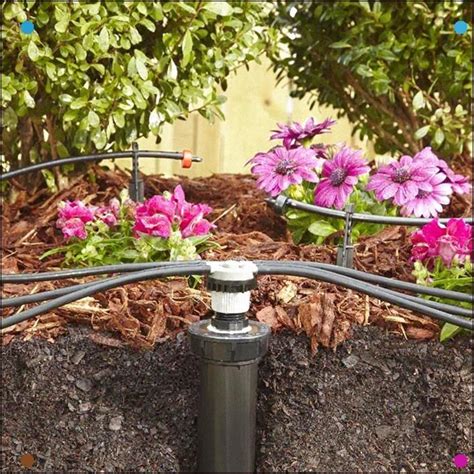 Tips for Watering and Irrigating Your Rose Plants