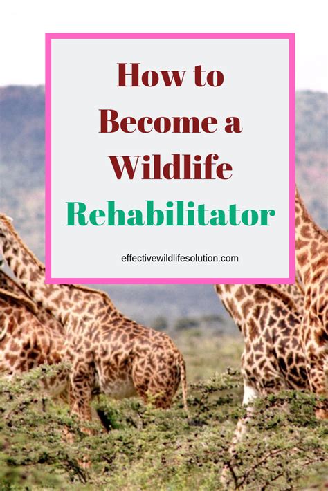 Tips for Wildlife Rehabilitation Enthusiasts