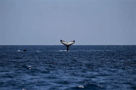 Tips for a Memorable and Responsible Whale Watching Experience