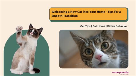 Tips for a Smooth Transition when Welcoming a New Feline Companion