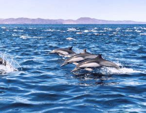 Tips for an Enjoyable Dolphin Sighting Excursion