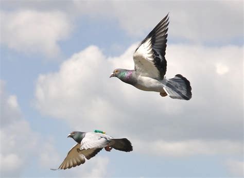 Tips for analyzing and understanding your personal dream involving pigeons perched on your shoulder