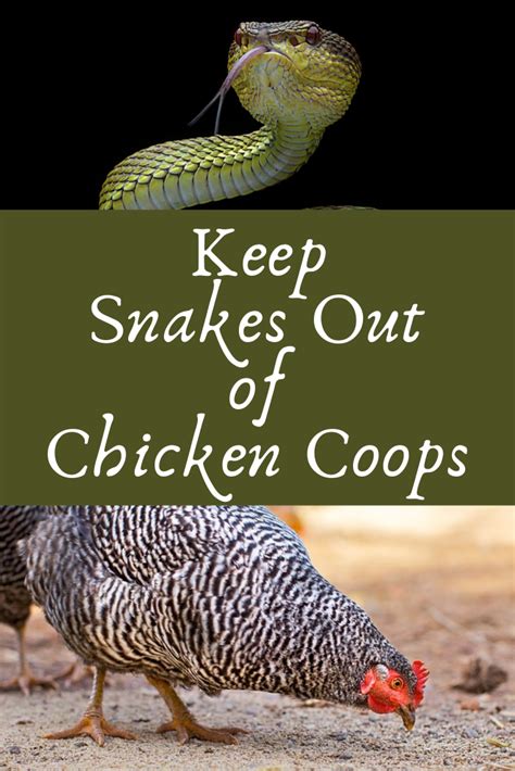 Tips for comprehending and handling dreams of a snake consuming a hen