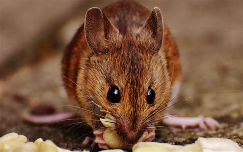 Tips to Comprehend and Handle Mysterious Mouse Intruders in One's Tresses