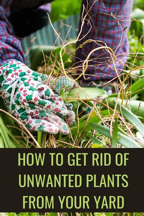 Tips to Maintain a Garden Free of  Unwanted Plants