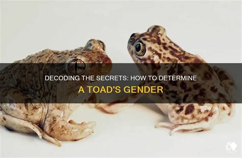 Toad Hopping Fantasies: Decoding their Significance and Meanings