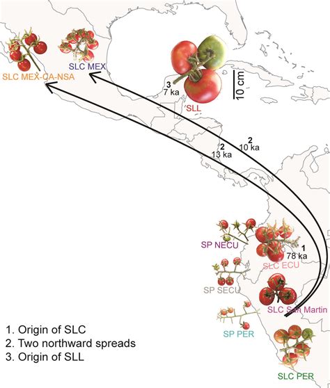 Tomato Throwing Dreams in History: Tracing the Origins and Evolution of this Peculiar Symbol