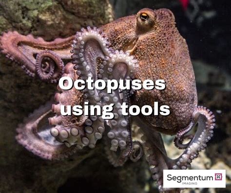 Tool Use: How Octopuses Manipulate Objects