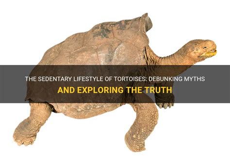 Tortoises in Mythology: Legends and Tales from Around the World