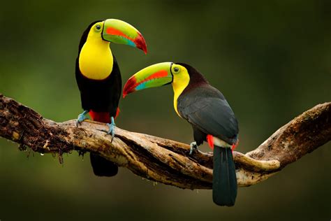 Toucan Birds: Masters of the Canopy