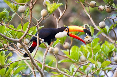 Toucans: Adoring Nature's Fruit Enthusiasts