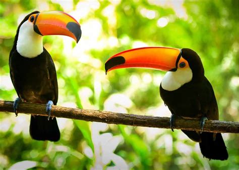 Toucans and Their Unique Relationship with the Rainforest Ecosystem