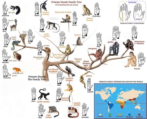 Tracing the role of primates in various mythologies and belief systems