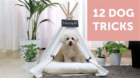 Training Tips and Tricks for Snowy Canine Companions