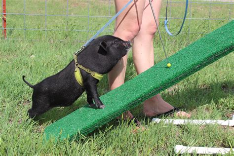 Training Your Mini Pig: Mastering the Art of Teaching Basic Commands