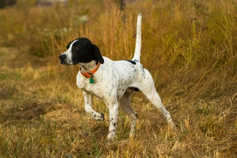 Training a Miniature Canine: Pointers for Owners of Small Breeds