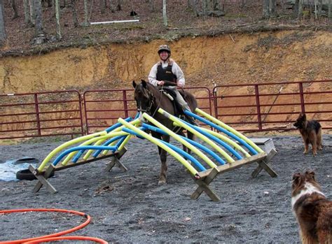 Training and Activities for Miniature Equines: Fun for the Whole Family