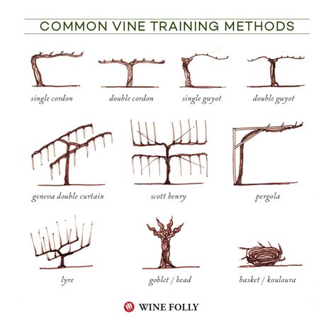 Training and Pruning Grape Vines: Step-by-Step Tutorial